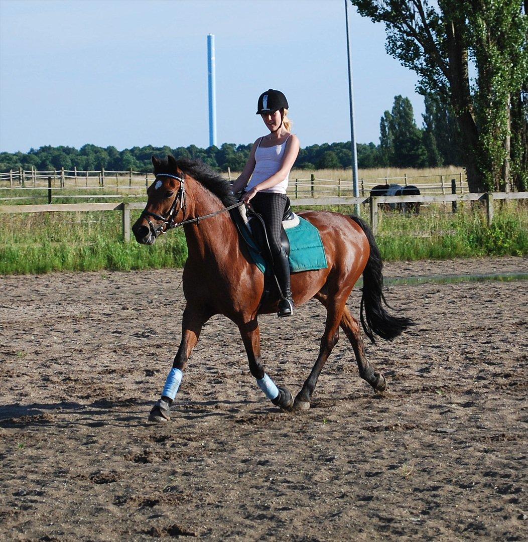 Anden særlig race Kildegårdens Socky - Vi kan da sagtens det dressur halløj ;)  billede 13