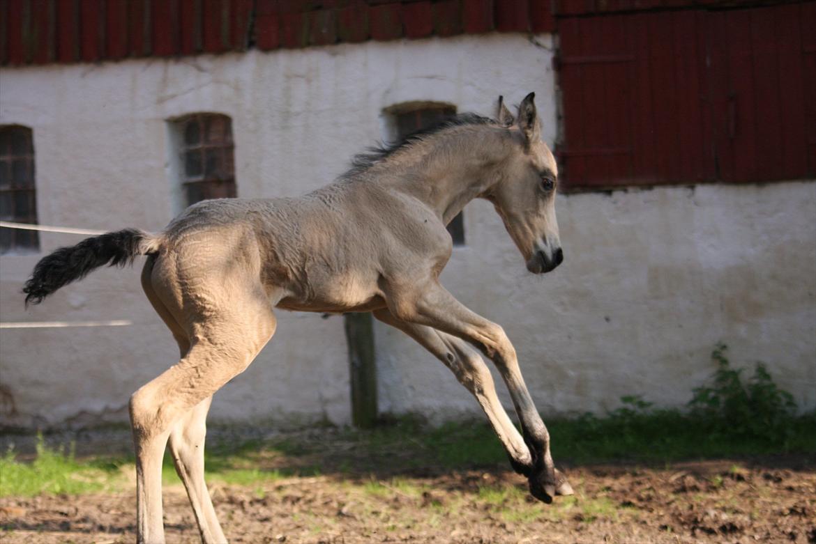 Barockpferd Birkegaards Braveheart R.I.P - 2 dage billede 7