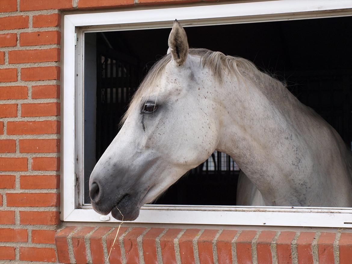 Holstener Toermalijn R.I.P :S billede 6