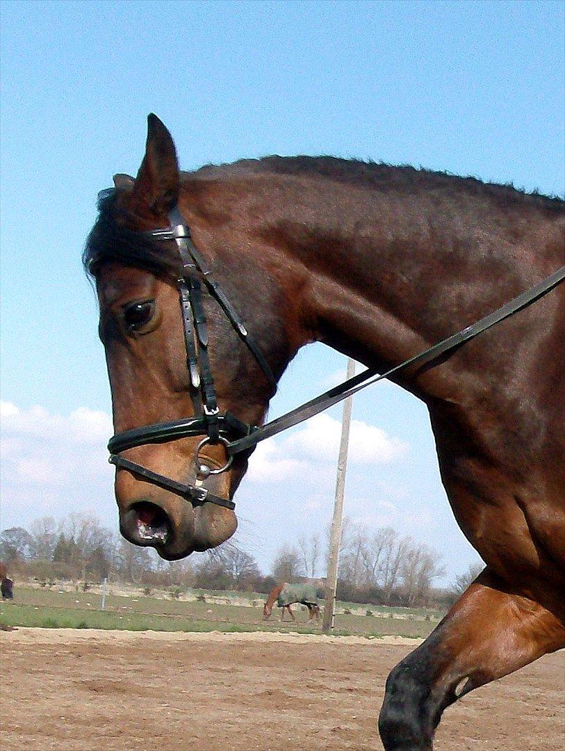 Oldenborg Bølle billede 9