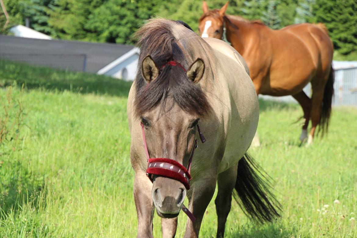 Konik Polski Tora R.I.P My ANGLE! billede 3