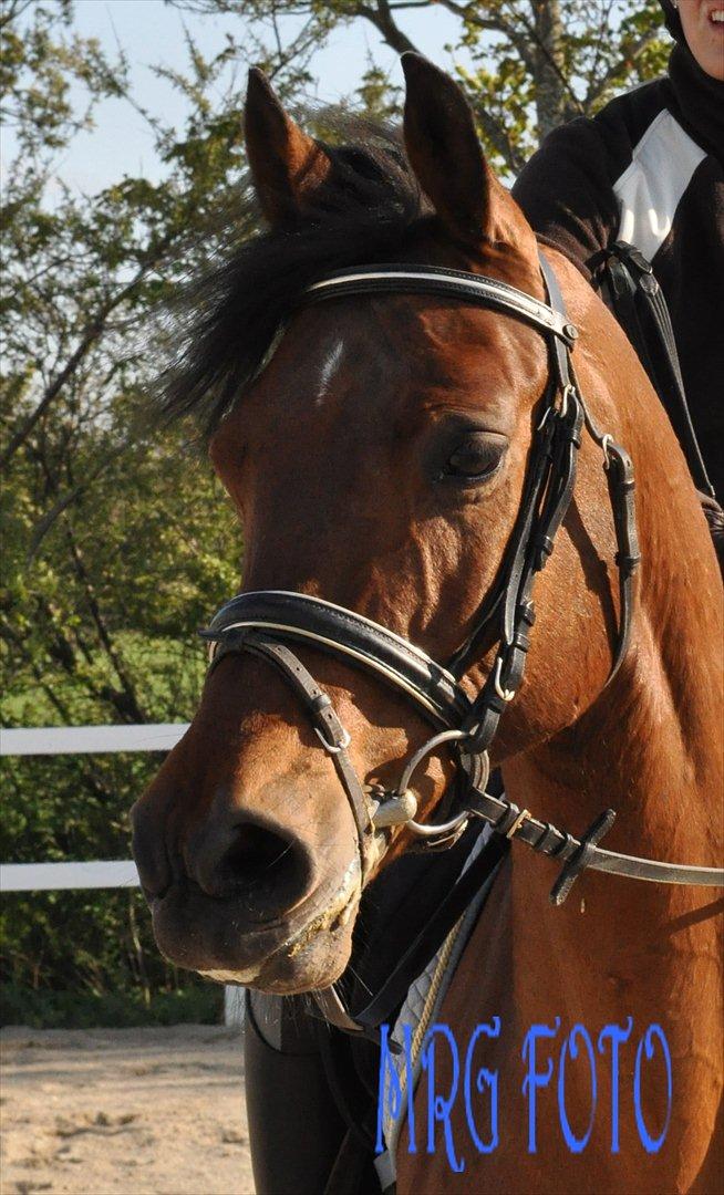 Anden særlig race Lucky billede 1