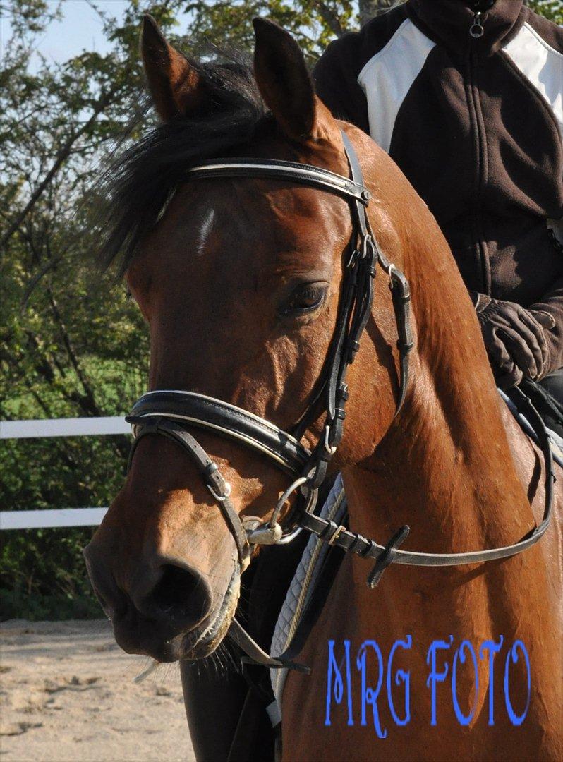 Anden særlig race Lucky billede 9