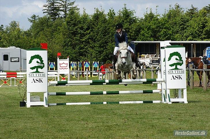 Connemara Sdr. Vestermark Carreen  - os i billund!:D love you SDR. Vestermark Carreen billede 18