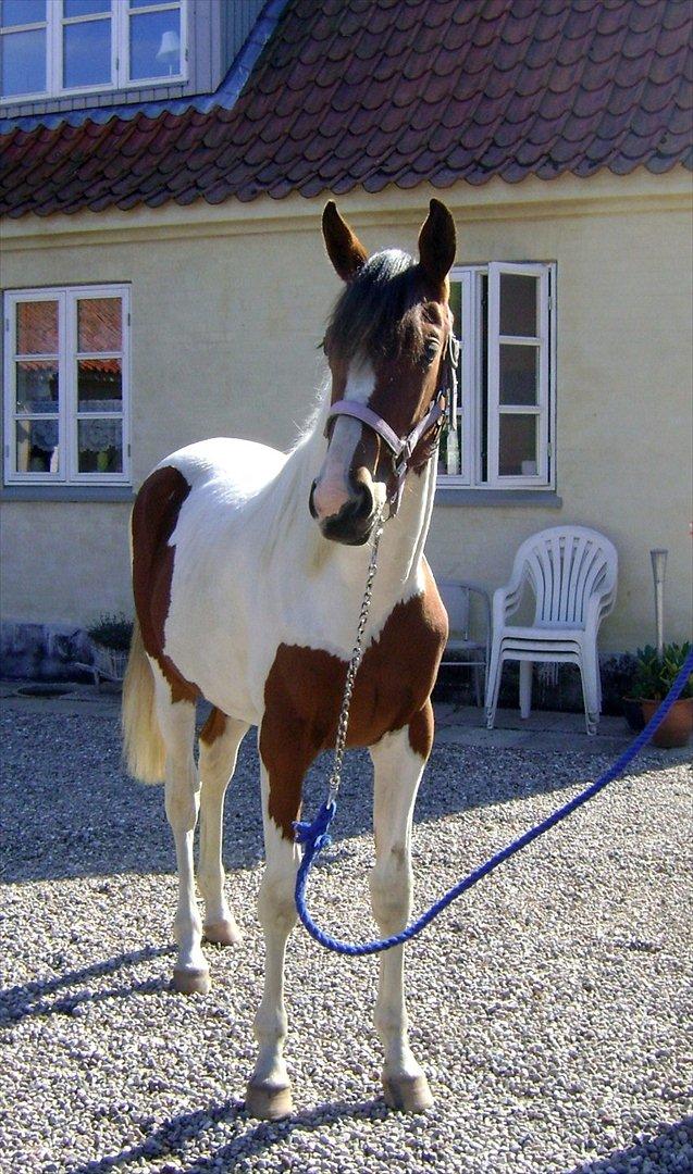 Pinto Laguna Pinto Princess(solgt) billede 1