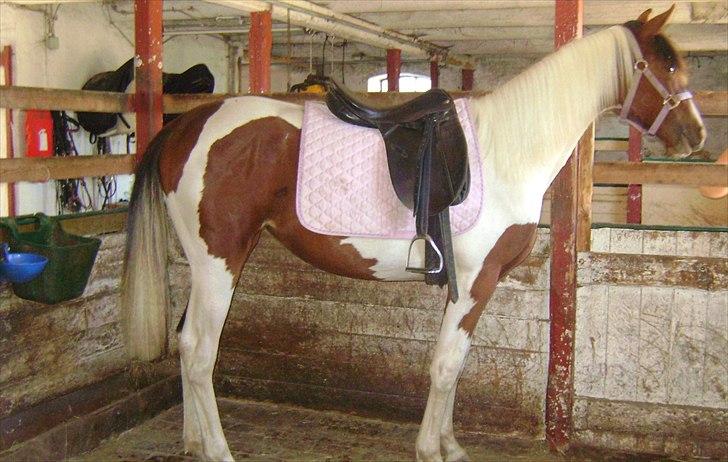 Pinto Laguna Pinto Princess(solgt) billede 2