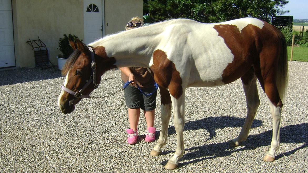 Pinto Laguna Pinto Princess(solgt) billede 4