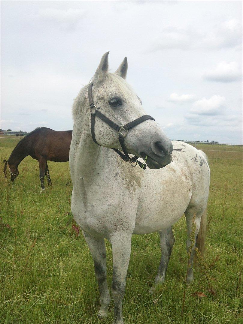 Anden særlig race Arabiens Akasha {Kazan} - Jeg elsker dig! billede 5