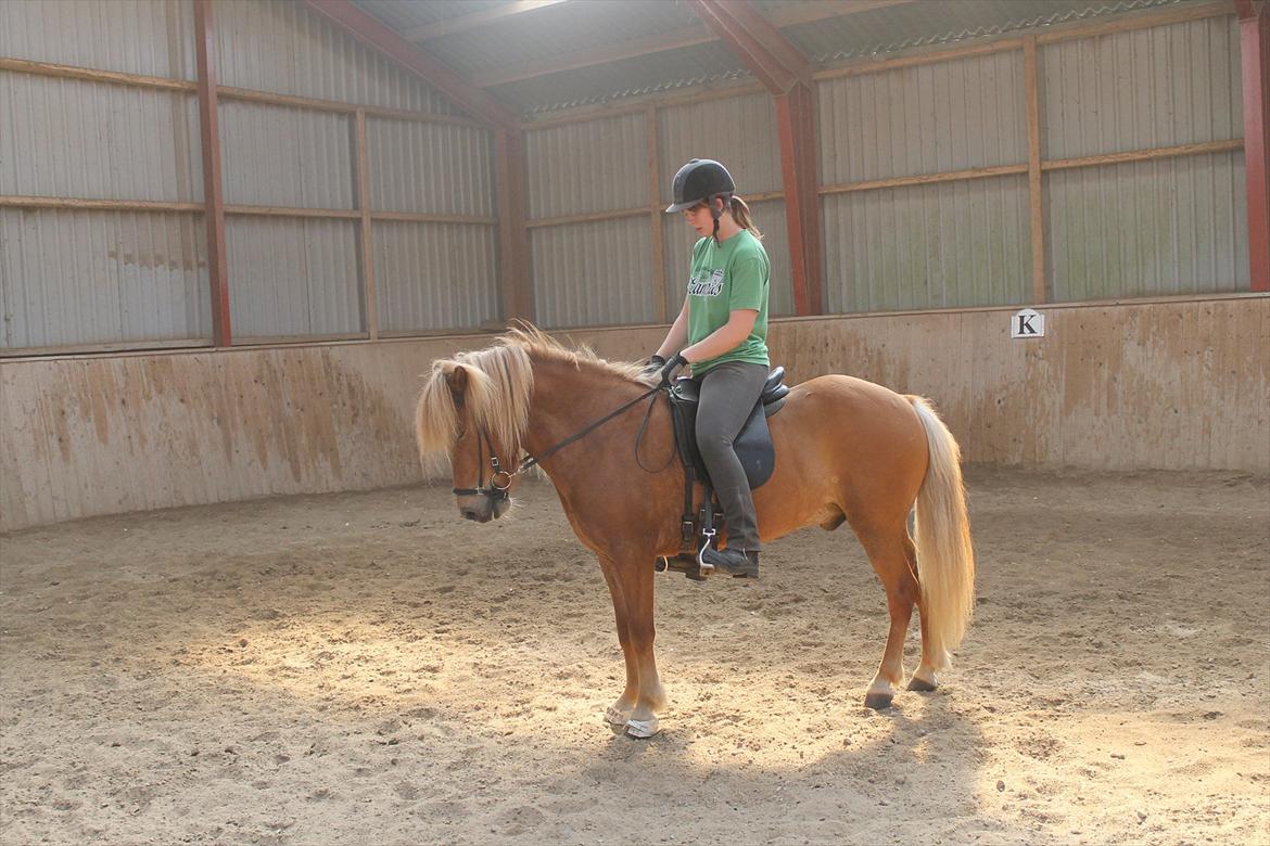 Islænder Torfi fra Ulstrup billede 14