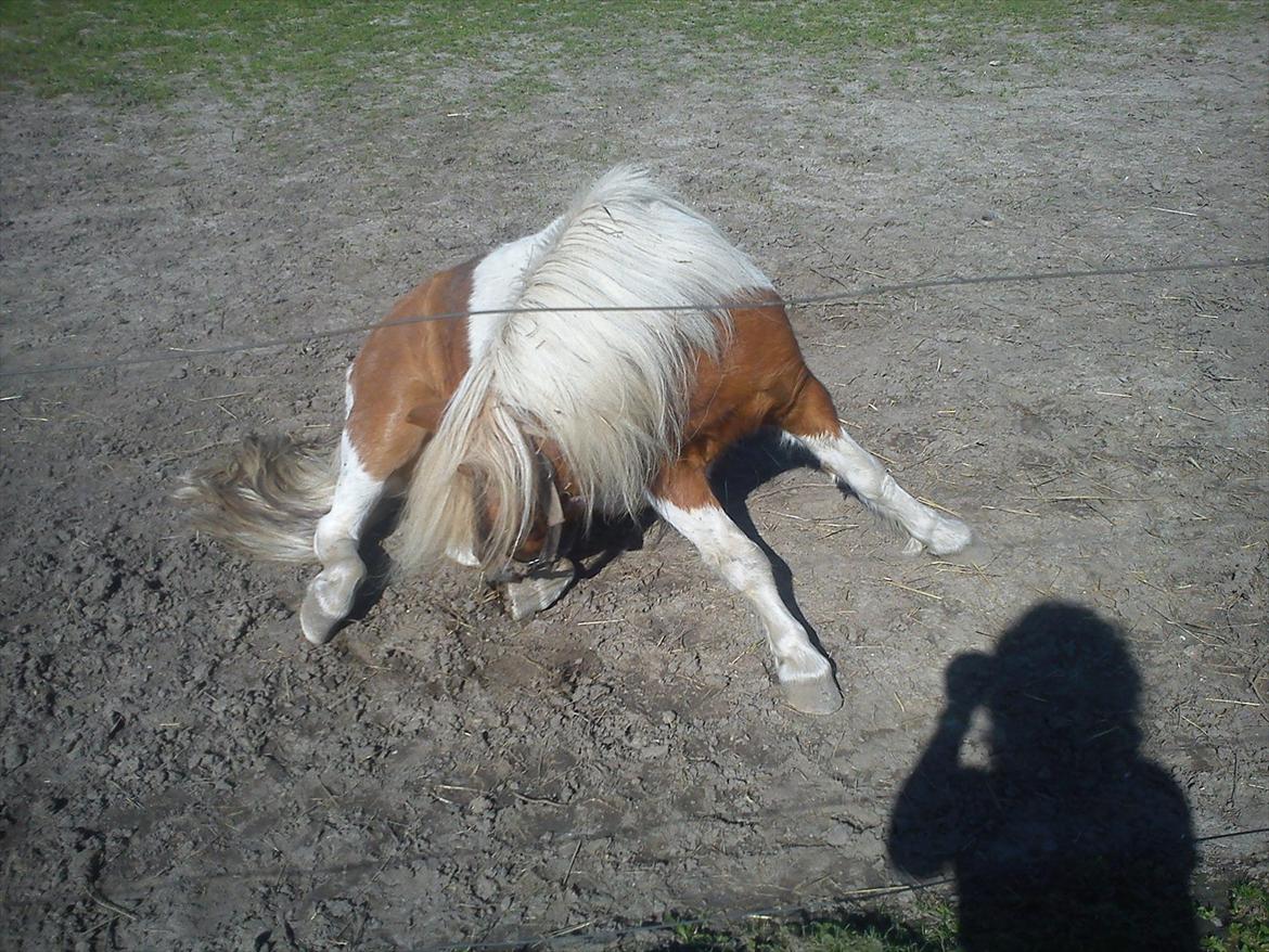 Shetlænder Findus solgt billede 8