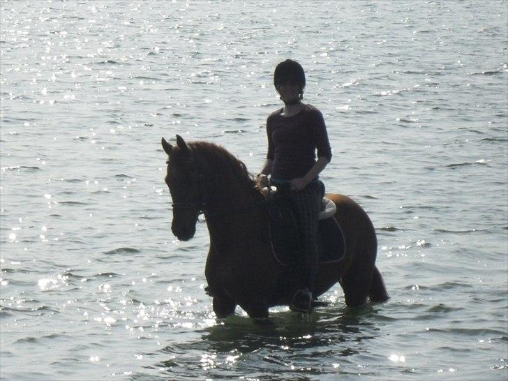 Anden særlig race Sunset billede 13