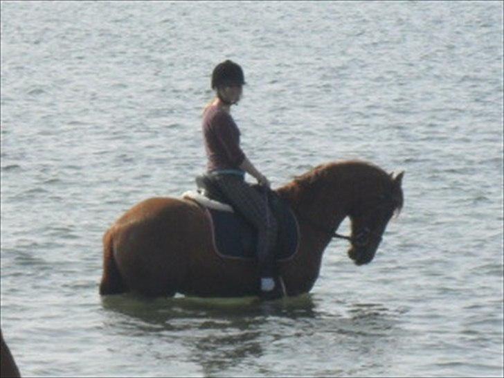 Anden særlig race Sunset billede 14