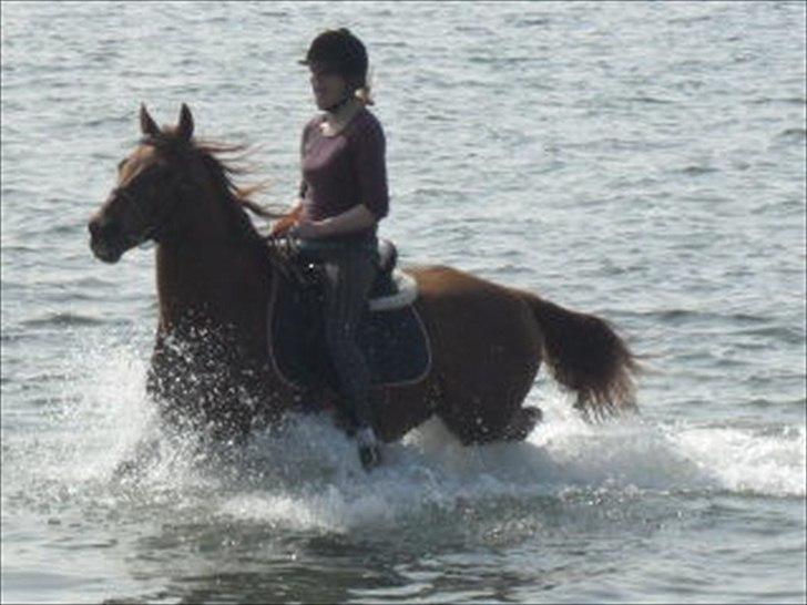 Anden særlig race Sunset billede 15