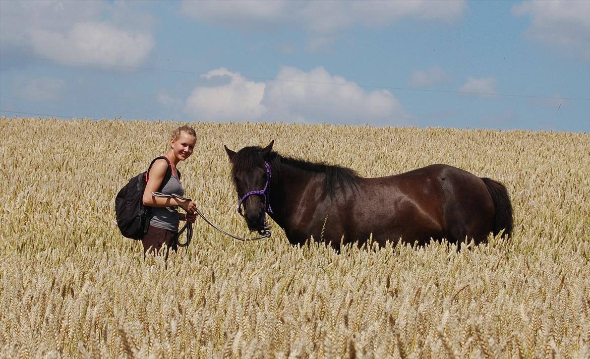 Islænder Náttgjólá - På med rygsækken og vi trasker gennem kornmarken, til vandet skal vi sgu! ;) billede 4