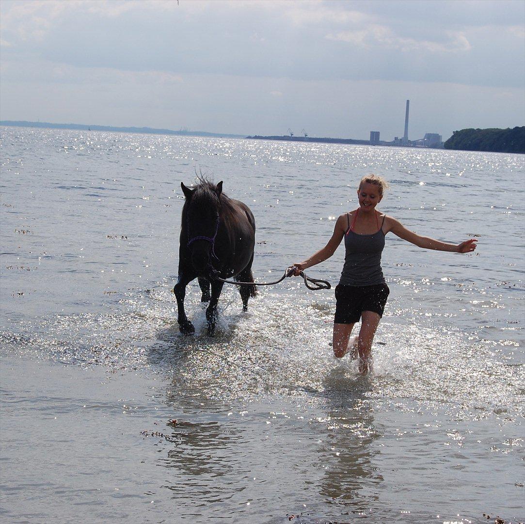 Islænder Náttgjólá - Smil og glade dig - der er sgu ingen hest som dig! billede 8