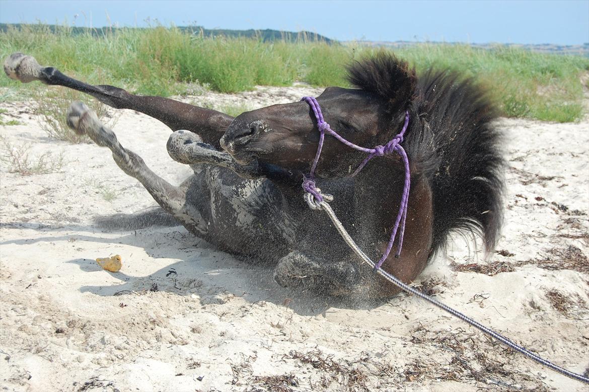 Islænder Náttgjólá billede 6