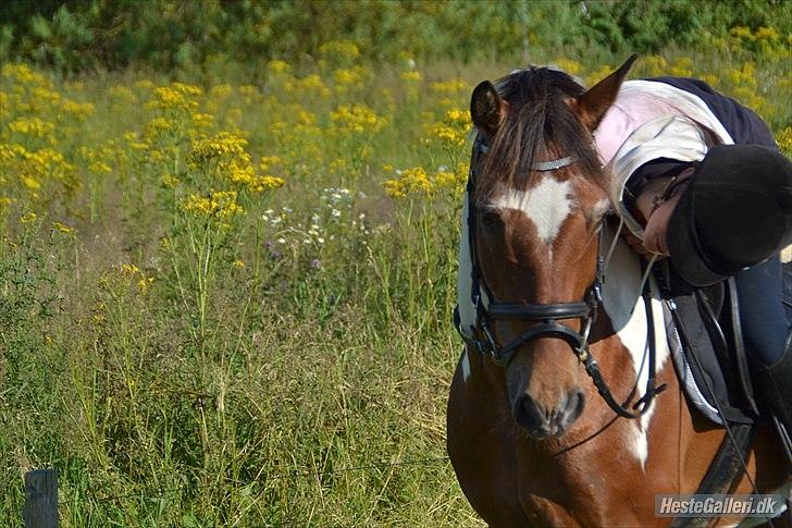 Anden særlig race - Lerbækgårdens Sir Patrick <3 - Prins <3 SSS-Foto. billede 4