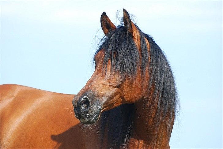 Arabisk fuldblod (OX) Til Minde om MVA Prince Vayu ox - D. 27 Juli 2011 billede 16