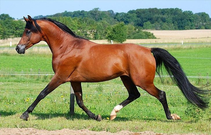 Arabisk fuldblod (OX) Til Minde om MVA Prince Vayu ox - D. 27 Juli 2011 billede 17