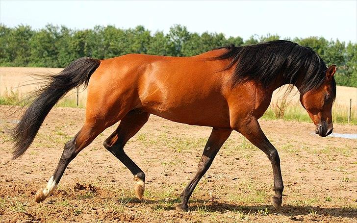 Arabisk fuldblod (OX) Til Minde om MVA Prince Vayu ox - D. 27 Juli 2011 billede 2