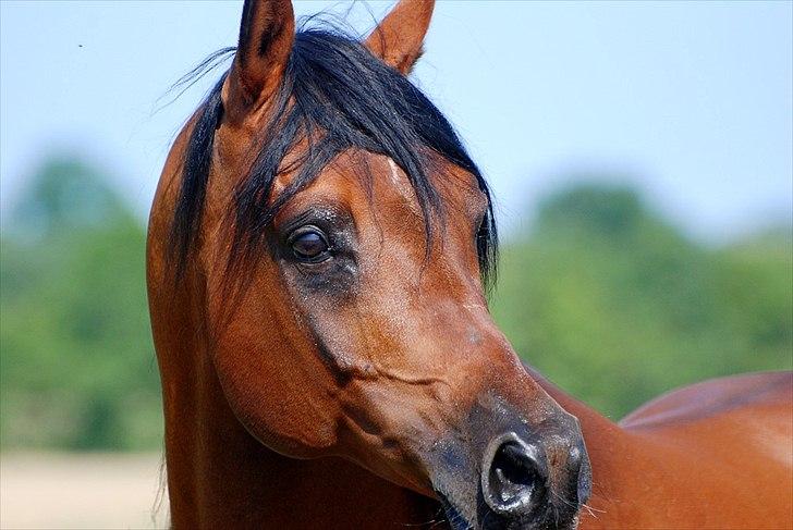 Arabisk fuldblod (OX) Til Minde om MVA Prince Vayu ox - D. 27 Juli 2011 billede 18