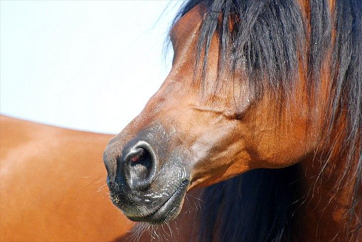 Arabisk fuldblod (OX) Til Minde om MVA Prince Vayu ox - D. 27 Juli 2011 billede 19