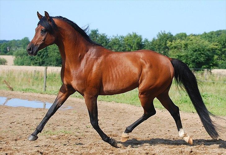 Arabisk fuldblod (OX) Til Minde om MVA Prince Vayu ox - D. 27 Juli 2011 billede 20