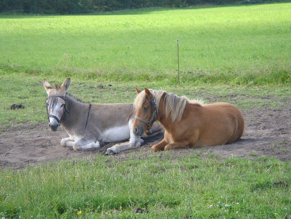 Dartmoor Frou-Frou billede 2