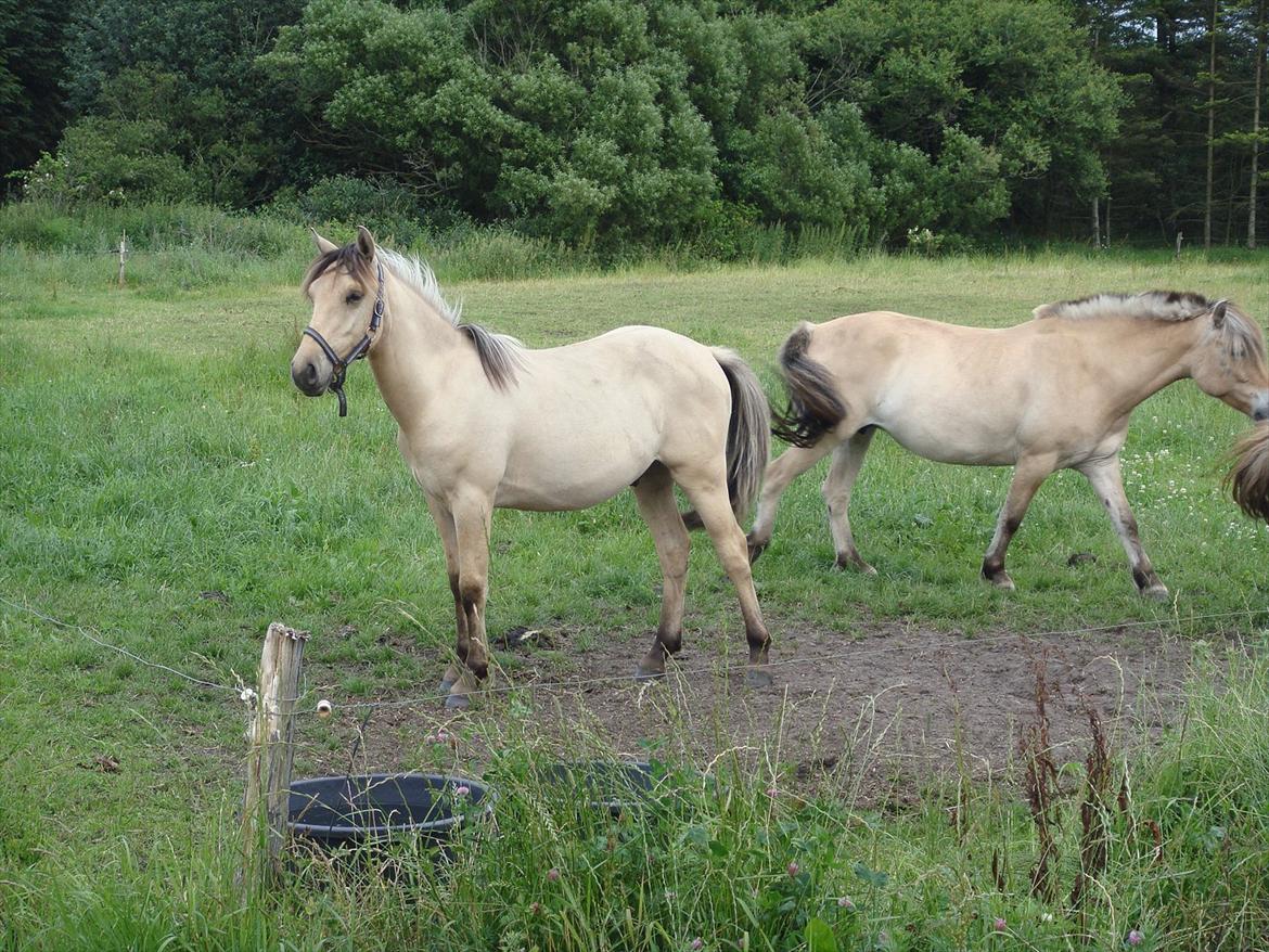 Anden særlig race Theo billede 1