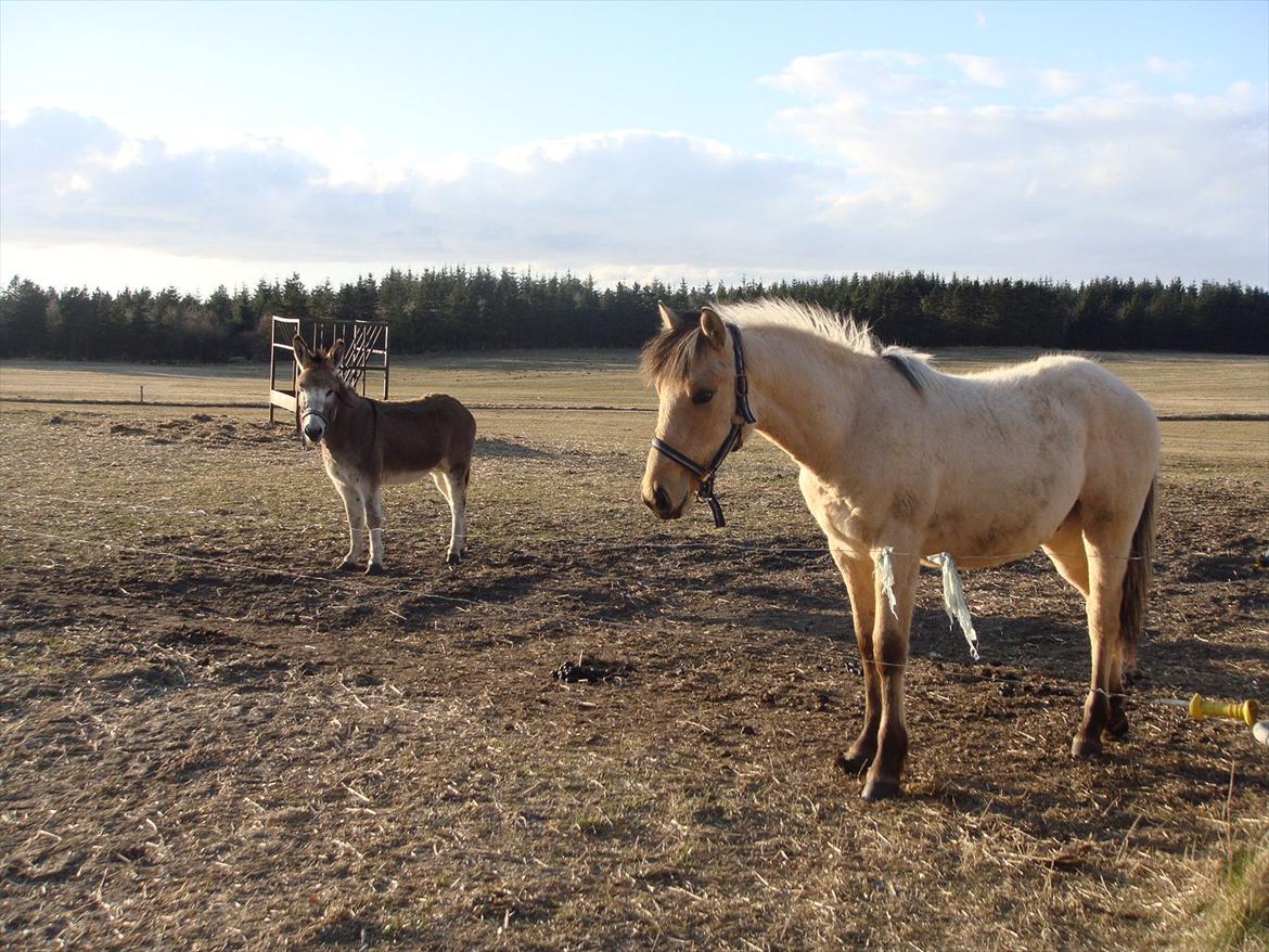 Anden særlig race Theo billede 2