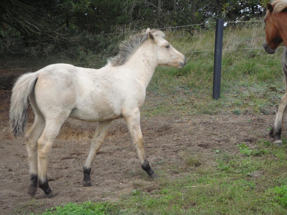 Anden særlig race Theo billede 3