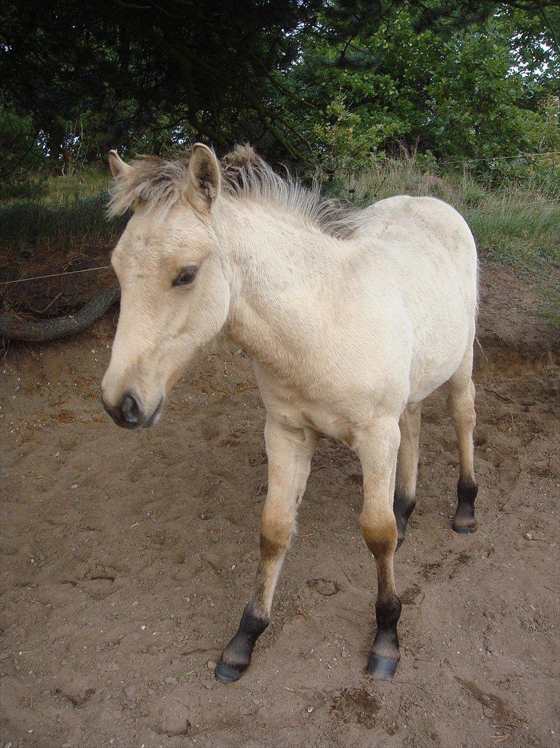 Anden særlig race Theo billede 4