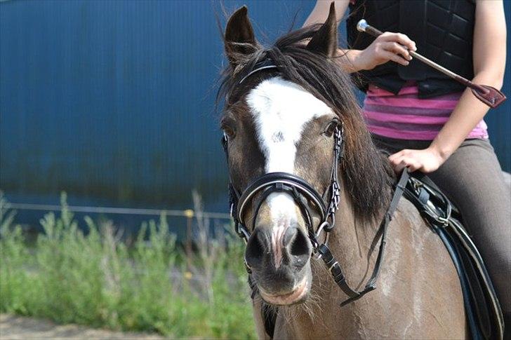 Anden særlig race Foxy billede 18