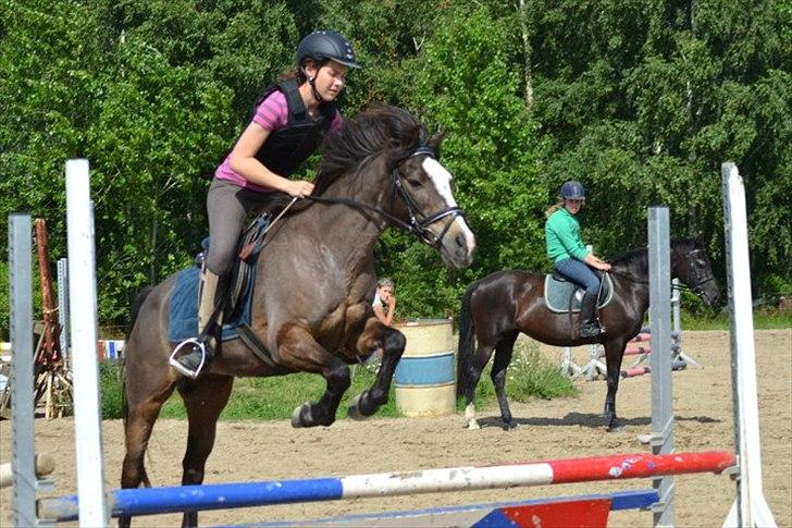 Anden særlig race Foxy billede 17