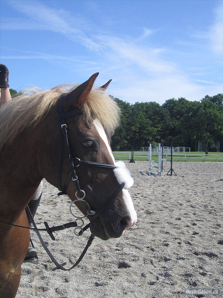 New Forest Sun Fire l Soulmate l - Velkommen til Sun Fire's profil :) billede 1