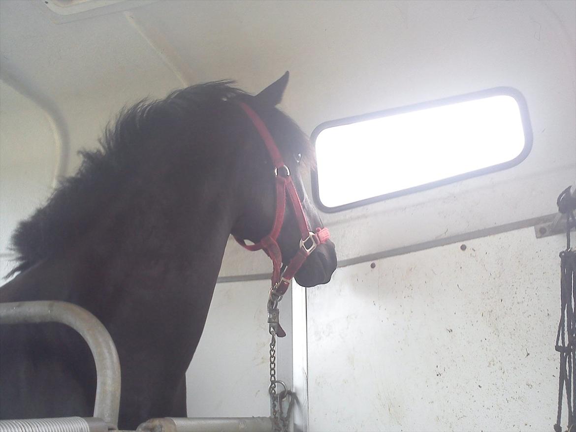 Anden særlig race Alladin - Alladin kunne ikke forstå at Chamør ikke skulle med tilbage.. <3 billede 6