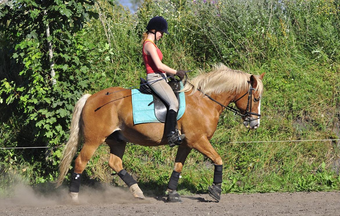 Haflinger            Amadeus - 2010 sommer billede 6