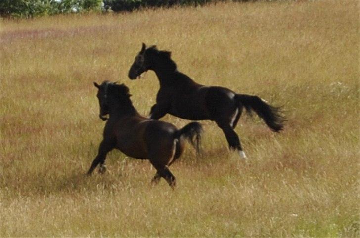 Anden særlig race Zhico - sommerfold 2011 billede 4