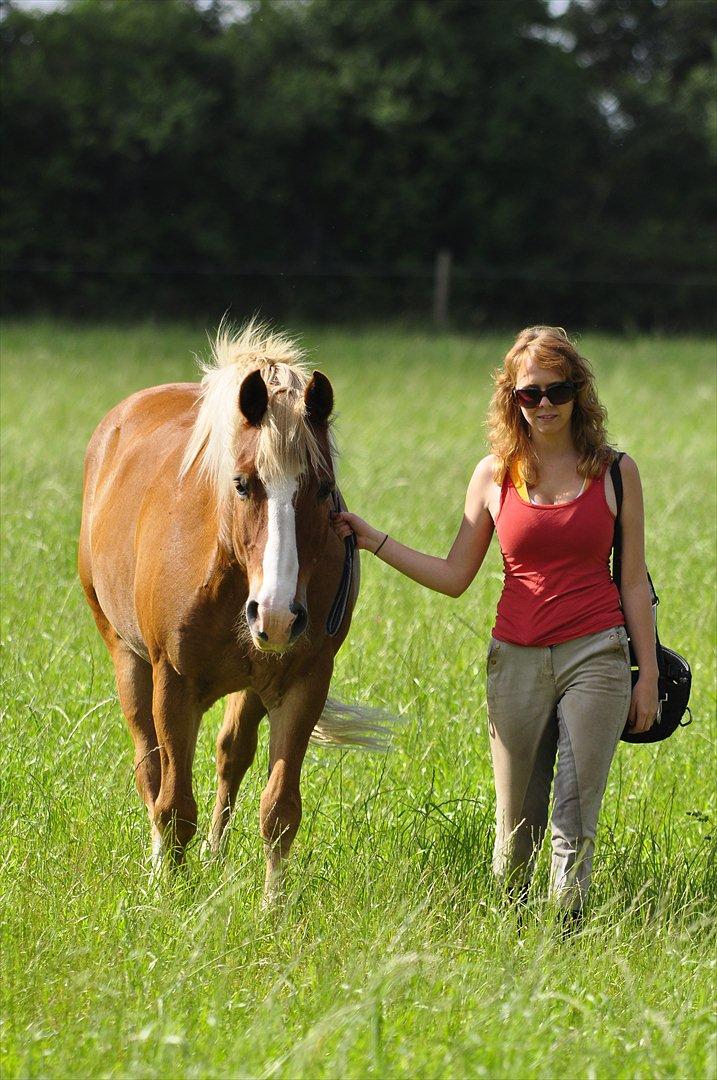 Haflinger            Amadeus billede 8