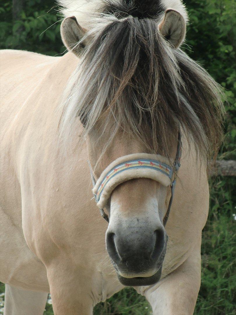 Fjordhest TOT - TOOOT MIN SKAT :D billede 5