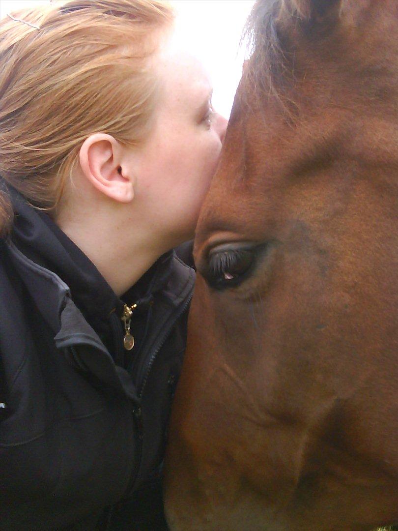 Dansk Varmblod Kielsgaardens Liva  billede 6