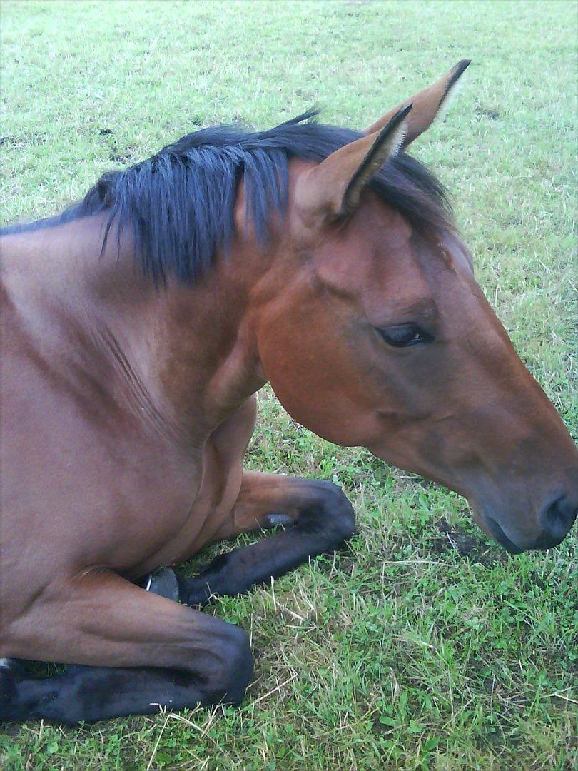 Dansk Varmblod Kielsgaardens Liva  billede 7