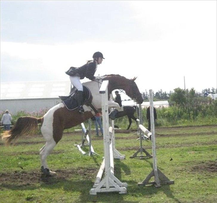 Pinto Kielsgaardens Cirkeline S.Æ.L.G.E.S billede 1