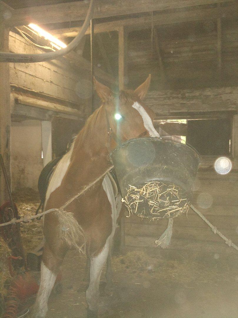 Pinto Kielsgaardens Cirkeline S.Æ.L.G.E.S billede 2