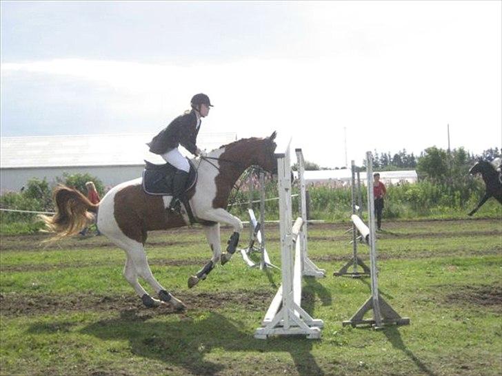 Pinto Kielsgaardens Cirkeline S.Æ.L.G.E.S billede 3