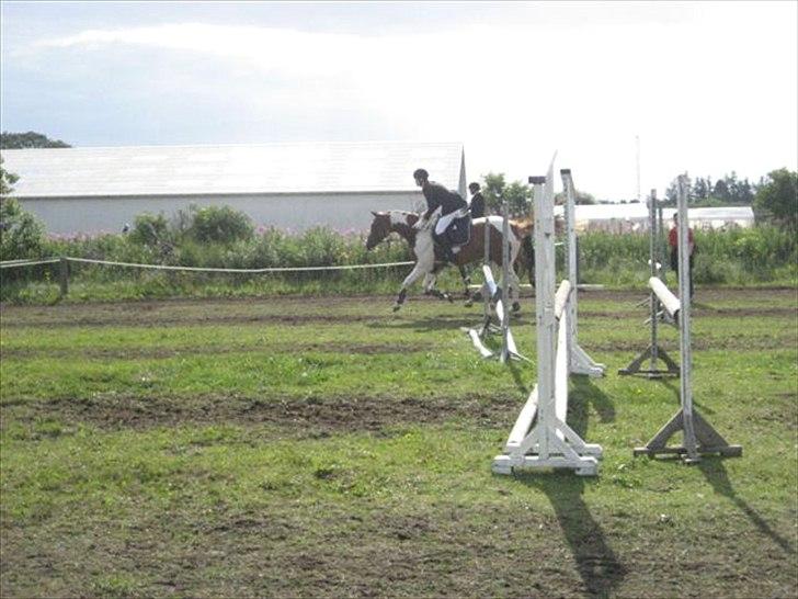 Pinto Kielsgaardens Cirkeline S.Æ.L.G.E.S billede 4