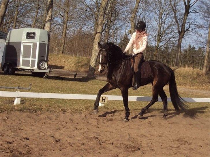 Dansk Varmblod High Power D - 4 års, få dage efter jeg fik hende med ned på skolen.  billede 3