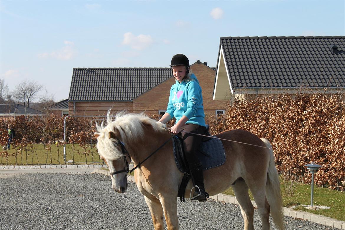 Haflinger Amigo  - Da vi skridtede hjem til mig :-) billede 17