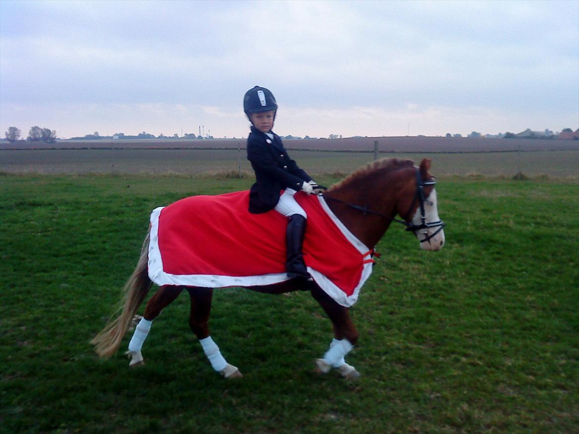 Welsh Pony (sec B) Spetter - smuk ekvipage billede 3