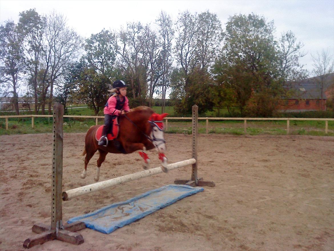 Welsh Pony (sec B) Spetter - et lille spring billede 6